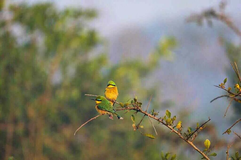 little bee eaters